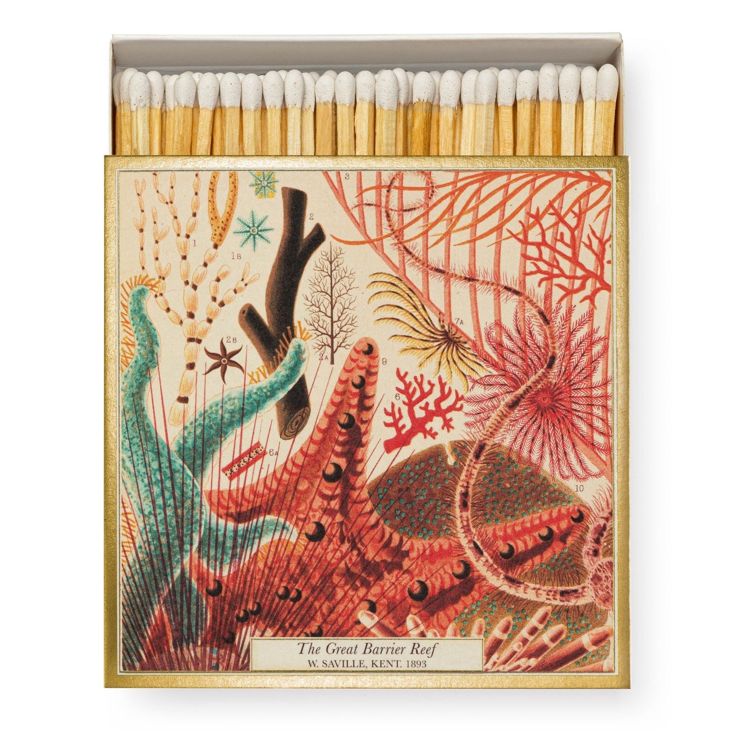 Boxed Matches - Great Barrier Reef - Rosemary & Ridgway